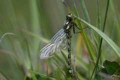 Gomphomacromia paradoxa