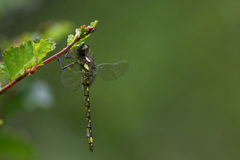 Gomphomacromia paradoxa