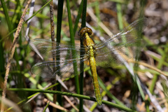 Erythrodiplax connata