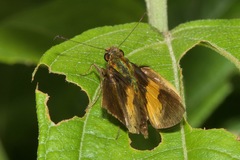 Lychnuchus victa