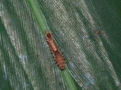 Drapetodes mitaria