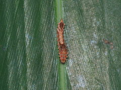 Drapetodes mitaria