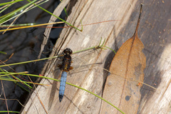 Erythrodiplax connata