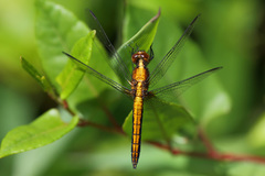 Erythrodiplax connata