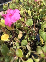 Impatiens walleriana