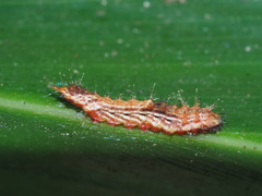 Drapetodes mitaria