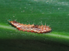 Drapetodes mitaria