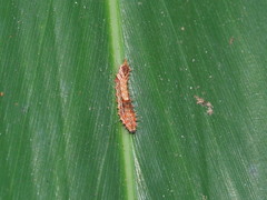 Drapetodes mitaria
