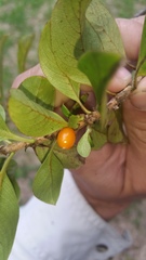 Coprosma ochracea