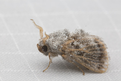 Devaz aspergillata