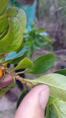 Coprosma ochracea
