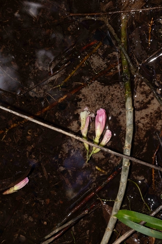 Tecomanthe hillii, photograph 3