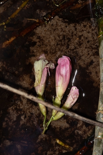 Tecomanthe hillii, photograph 4