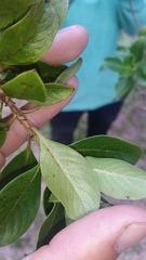 Coprosma ochracea