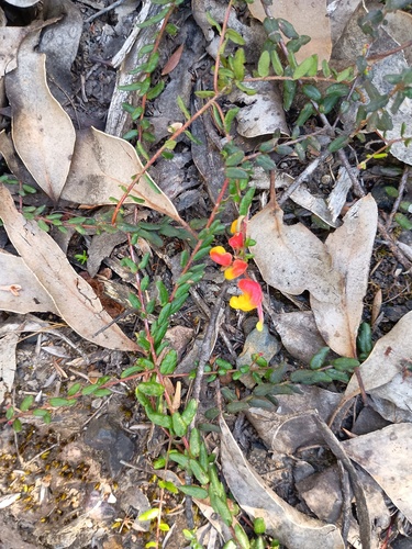 Alpine grevilliea (Grevillea alpina)