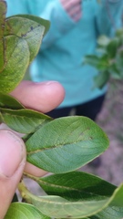Coprosma ochracea