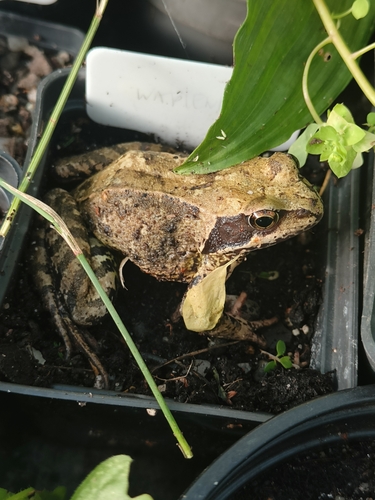 European Common Frog