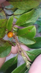 Coprosma ochracea