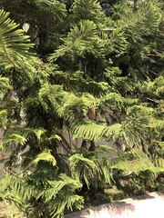 Araucaria