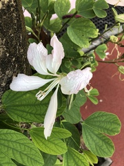 Bauhinia purpurea
