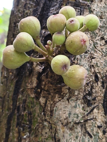 Ficus racemosa