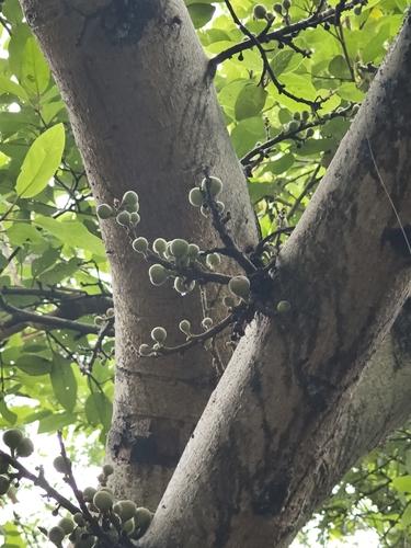 Ficus racemosa