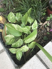 Epipremnum aureum