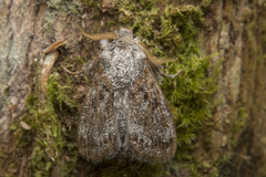 Devaz aspergillata