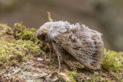 Devaz aspergillata