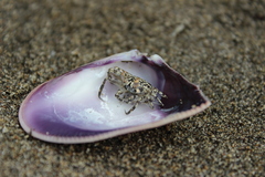 Ocypode occidentalis