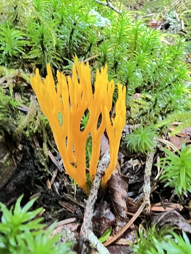 Calocera viscosa