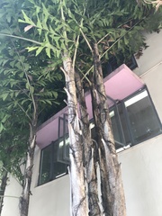 Caryota