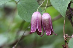 Clematis japonica