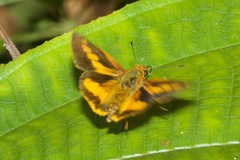 Racta plasma