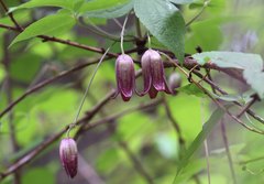 Clematis japonica