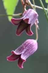 Clematis japonica
