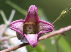 Clematis japonica