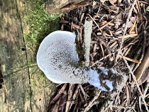 Hydnellum suaveolens