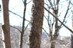 Cryptococcus fagisuga