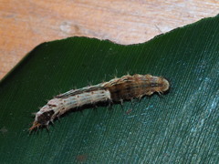 Drapetodes mitaria