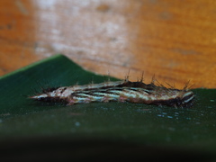 Drapetodes mitaria