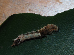 Drapetodes mitaria