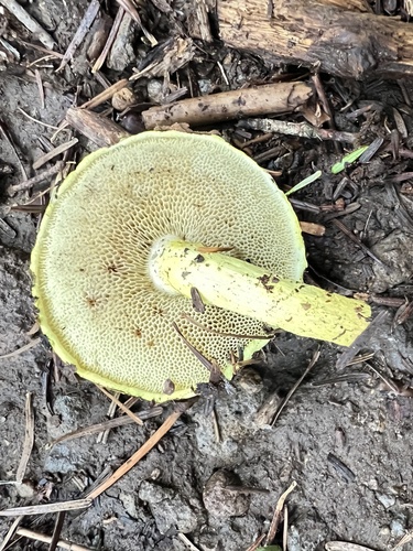 Pulveroboletus ravenelii