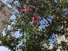 Bauhinia