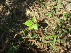 Angiospermae