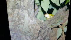 Hyla chinensis