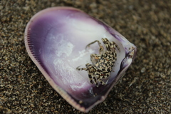 Ocypode occidentalis