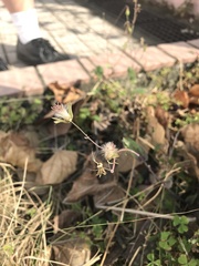 Angiospermae