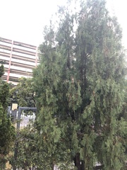 Cupressaceae