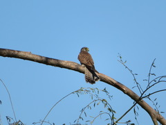 Falco tinnunculus